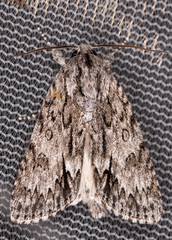 Acronicta longa