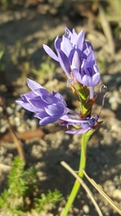 Thereianthus spicatus