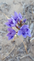 Thereianthus spicatus