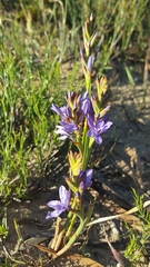 Thereianthus spicatus