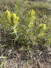Castilleja citrina
