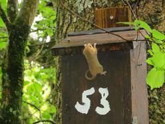 Muscardinus avellanarius