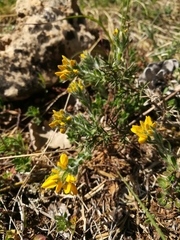Genista hispanica