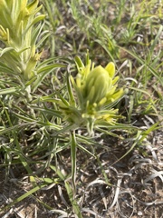 Castilleja citrina