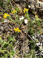 Genista hispanica