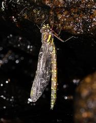 Notoaeschna sagittata