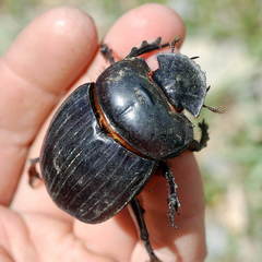 Synapsis tmolus