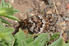 Oeneis bore edwardsi