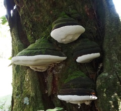 Hornodermoporus martius