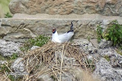 Chroicocephalus ridibundus