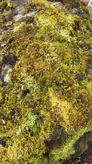 Bryopsida