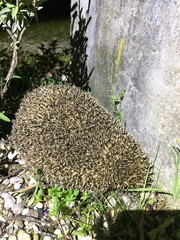 Erinaceus roumanicus