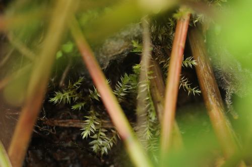 Gaubtoji aštriasnapė nuotrauka