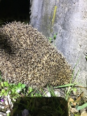 Erinaceus roumanicus