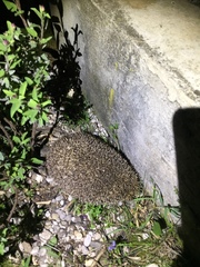 Erinaceus roumanicus