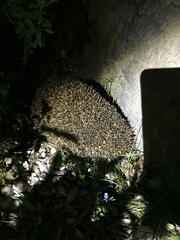 Erinaceus roumanicus