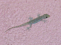 Mediodactylus kotschyi