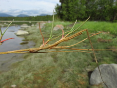 Puccinellia phryganodes