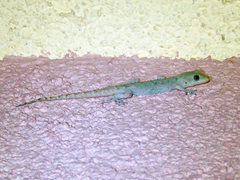 Mediodactylus kotschyi