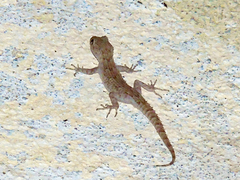 Mediodactylus kotschyi