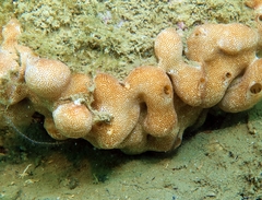 Didemnide de Weigèle photo 5