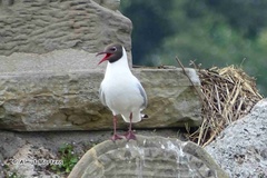 Chroicocephalus ridibundus