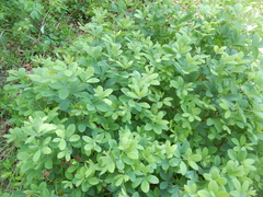 Baptisia nuttalliana