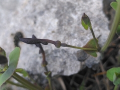 Aristolochia pistolochia, photograph Yves Bas, CC BY, iNaturalist via GBIF