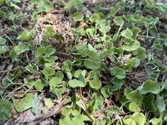 Dichondra micrantha