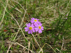 Primula finmarchica