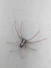 Pulchellodromus pulchellus