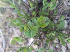 Aristolochia pistolochia, photograph Yves Bas, CC BY, iNaturalist via GBIF