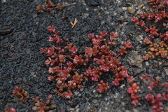 Sedum smallii