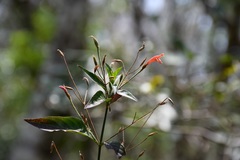 Dicliptera sciadephora
