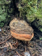 Fomitopsis schrenkii