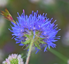 Jasione heldreichii