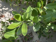 Elaeodendron xylocarpum