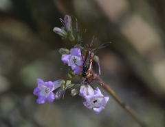 Neobellamira delicata