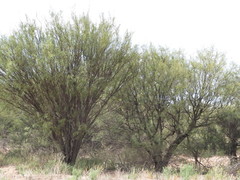 Prosopis caldenia