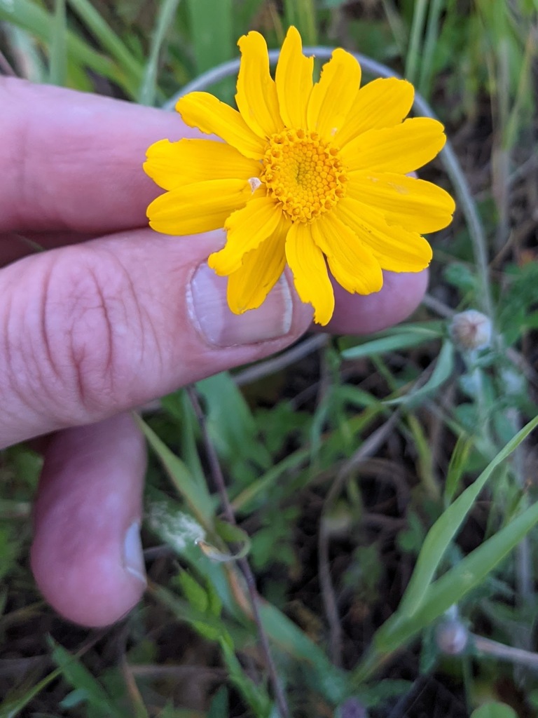 Eriophyllum lanatum, Foresthill, CA 95631, USA