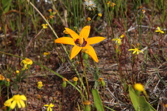 Pauridia canaliculata