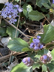 Ceanothus prostratus