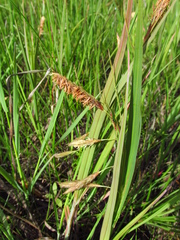 Carex paleacea