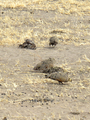 Pterocles gutturalis