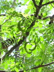 Fabaceae