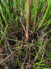 Carex paleacea