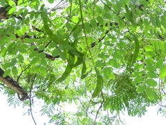 Fabaceae