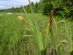 Carex paleacea