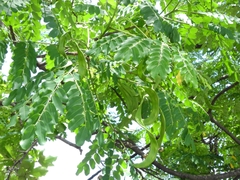 Fabaceae