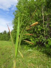 Carex paleacea